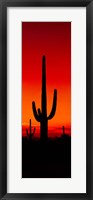 Framed Silhouette of Saguaro Cactus, Arizona