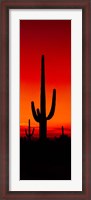 Framed Silhouette of Saguaro Cactus, Arizona