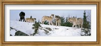 Framed Gray wolves, Massey, Ontario, Canada