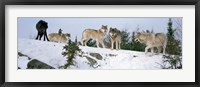 Framed Gray wolves, Massey, Ontario, Canada