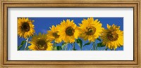Framed Sunflowers in a Row