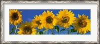 Framed Sunflowers in a Row