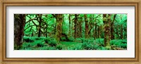Framed Rain Forest, Olympic National Park, Washington State