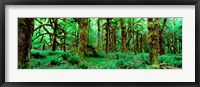 Framed Rain Forest, Olympic National Park, Washington State