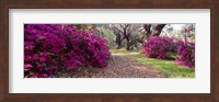 Framed Magnolia Plantation and Gardens, Charleston, South Carolina