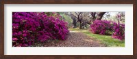 Framed Magnolia Plantation and Gardens, Charleston, South Carolina