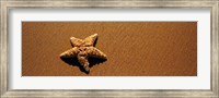 Framed Starfish, Malibu, California