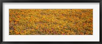 Framed Poppy Reserve Mojave Desert, California