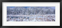 Framed Winter in Illinois