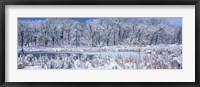 Framed Winter in Illinois