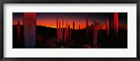 Framed Organ Pipe National Park AZ