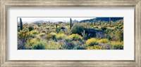 Framed Desert AZ