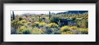 Framed Desert AZ