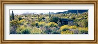 Framed Desert AZ