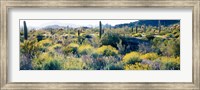 Framed Desert AZ