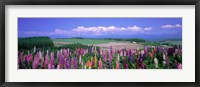 Framed Lupines Hokkaido, Japan