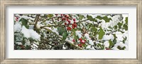 Framed Holly Berries Covered in Snow