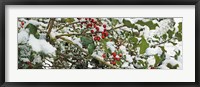 Framed Holly Berries Covered in Snow