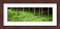 Framed Horsetail Grass, Alberta, Canada