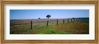 Framed Wildflower Field, Texas