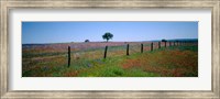 Framed Wildflower Field, Texas