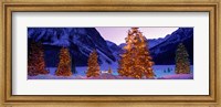 Framed Christmas Trees, Lake Louise, Alberta, Canada