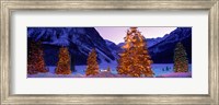 Framed Christmas Trees, Lake Louise, Alberta, Canada