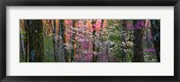 Framed Virginia, Shenandoah National Park
