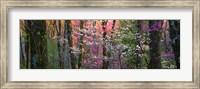 Framed Virginia, Shenandoah National Park