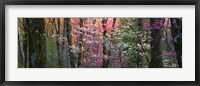 Framed Virginia, Shenandoah National Park