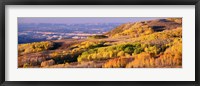 Framed Aspens Dixie National Forest, Utah