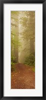 Framed Redwood National Park California