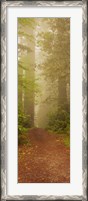 Framed Redwood National Park California