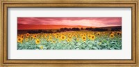 Framed Sunflowers, Corbada, Spain