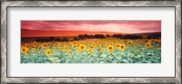 Framed Sunflowers, Corbada, Spain