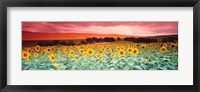 Framed Sunflowers, Corbada, Spain