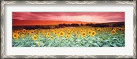 Framed Sunflowers, Corbada, Spain