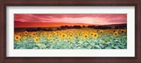 Framed Sunflowers, Corbada, Spain