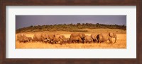 Framed Elephant Herd, Kenya, Maasai Mara