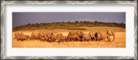 Framed Elephant Herd, Kenya, Maasai Mara