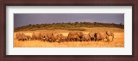 Framed Elephant Herd, Kenya, Maasai Mara