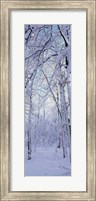 Framed Winter Forest