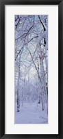 Framed Winter Forest
