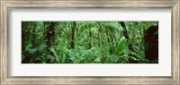 Framed Monteverde Cloud Forest Reserve, Costa Rica