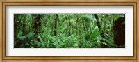 Framed Monteverde Cloud Forest Reserve, Costa Rica