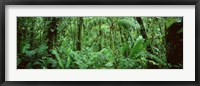 Framed Monteverde Cloud Forest Reserve, Costa Rica