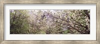 Framed Dogwood Trees, Yosemite National Park, California