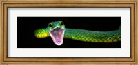 Framed Green Vine Snake, Costa Rica