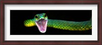 Framed Green Vine Snake, Costa Rica