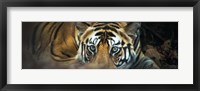 Framed Bengal Tiger, India